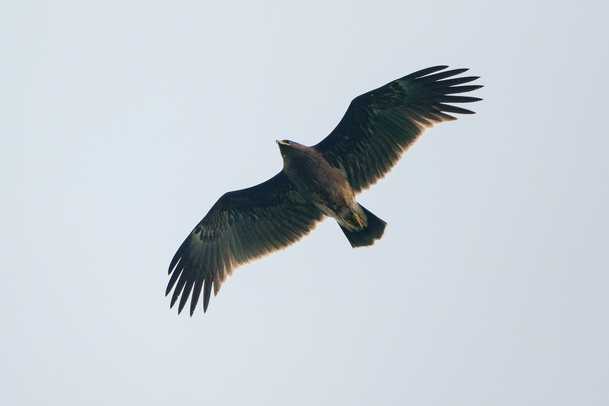 Greater Spotted Eagle - ML643350261