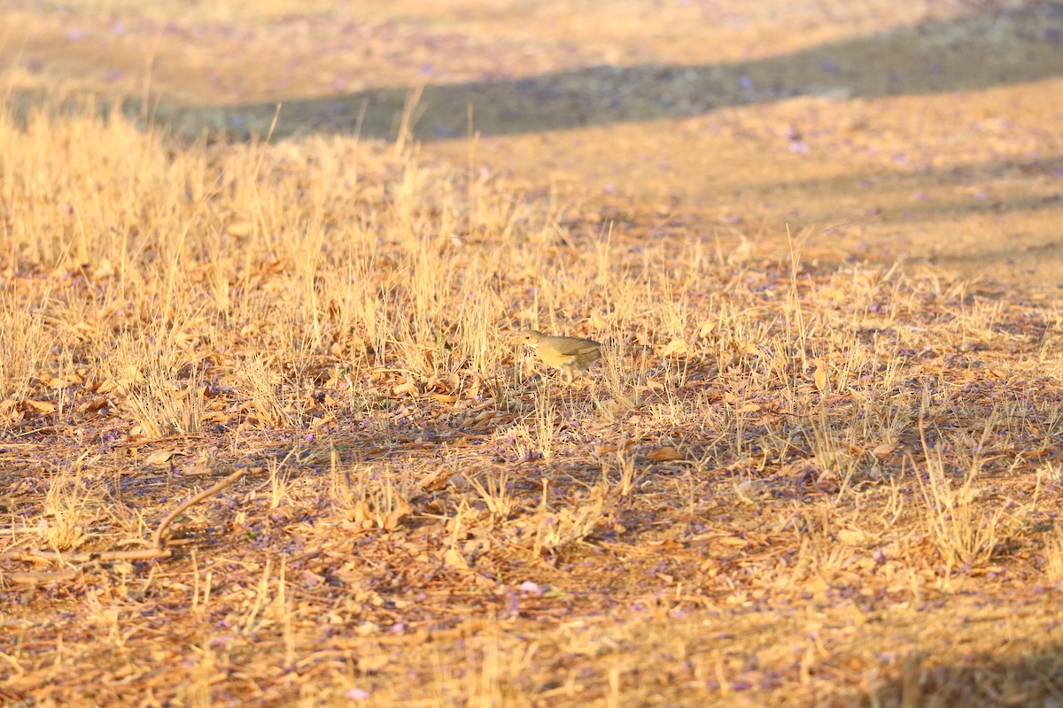 Kurrichane Thrush - ML643350269