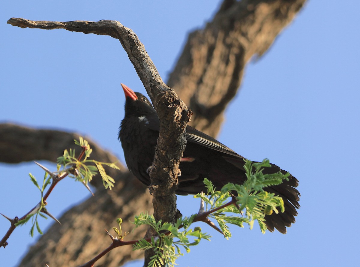 Red-billed Buffalo-Weaver - ML643350271