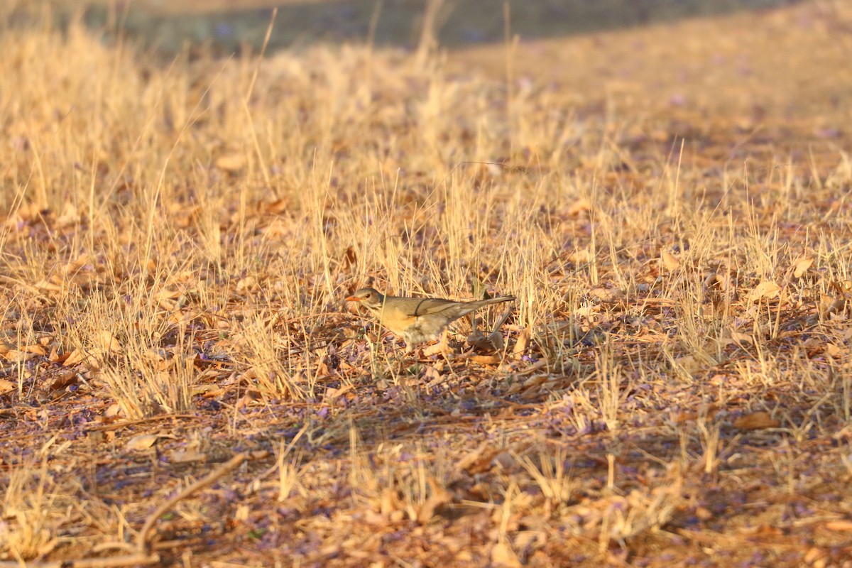 Kurrichane Thrush - ML643350273