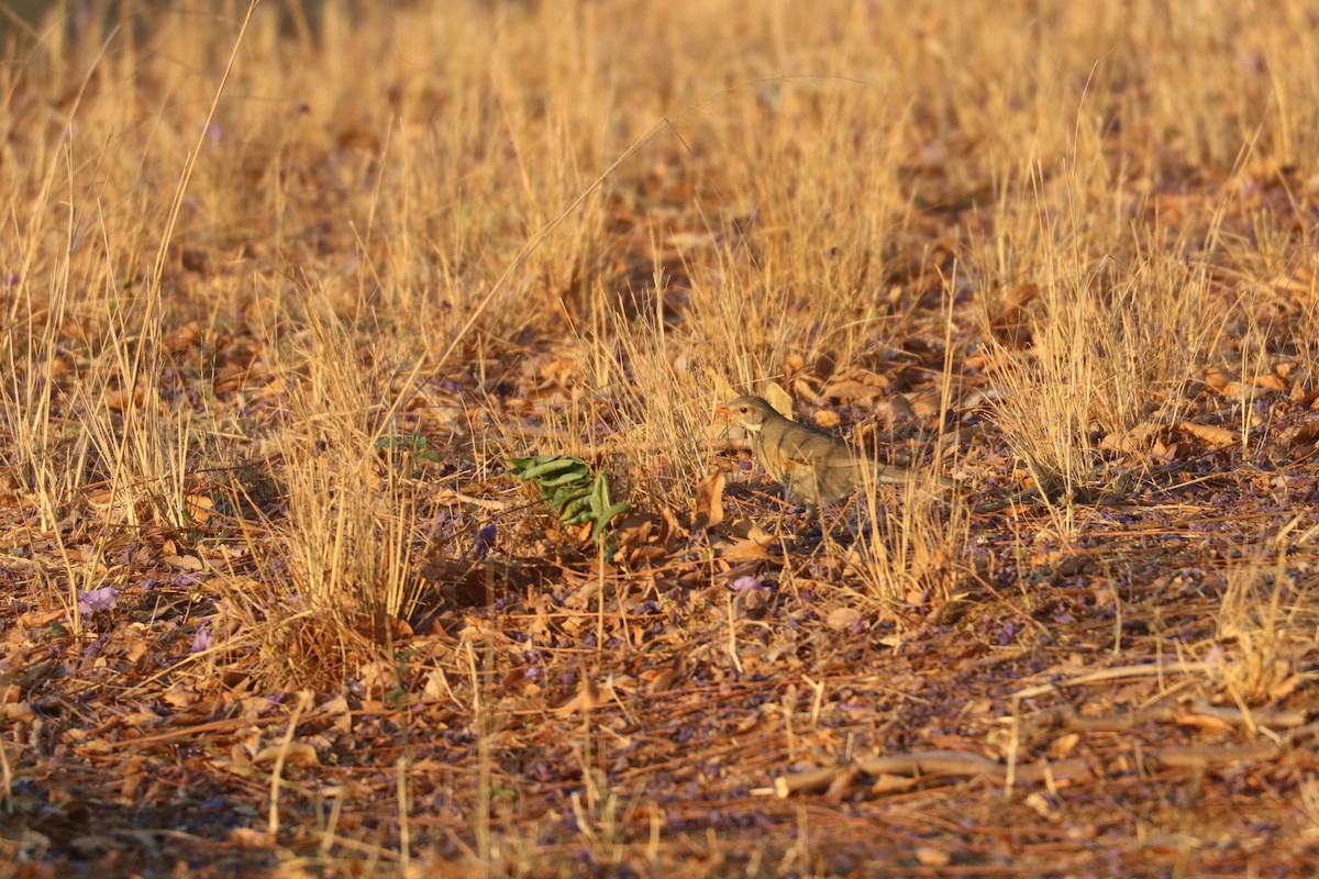 Kurrichane Thrush - ML643350279