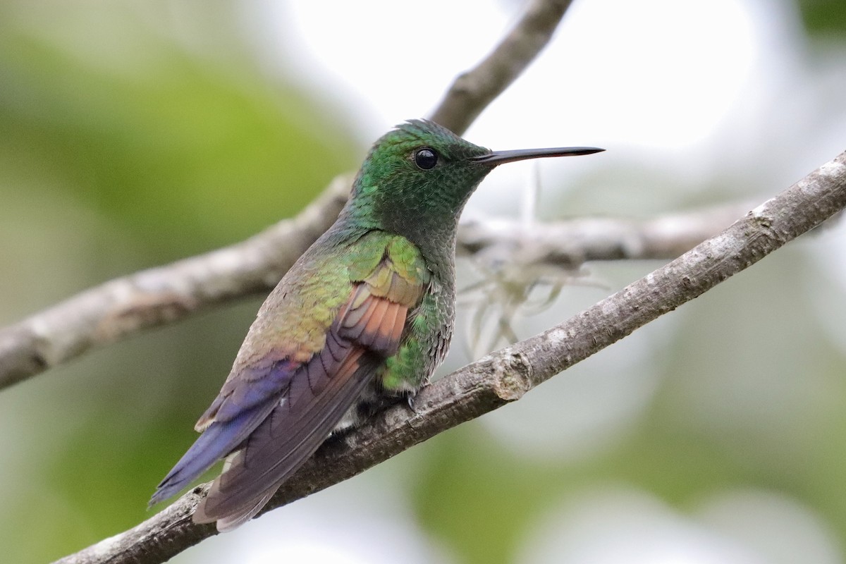 Амазилія-берил синьохвоста - ML643350294