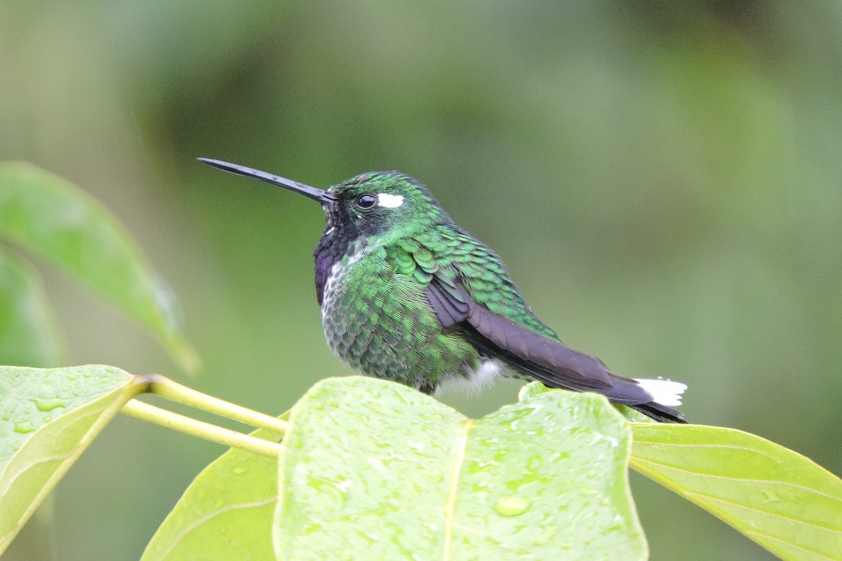 Purple-bibbed Whitetip - ML643350309