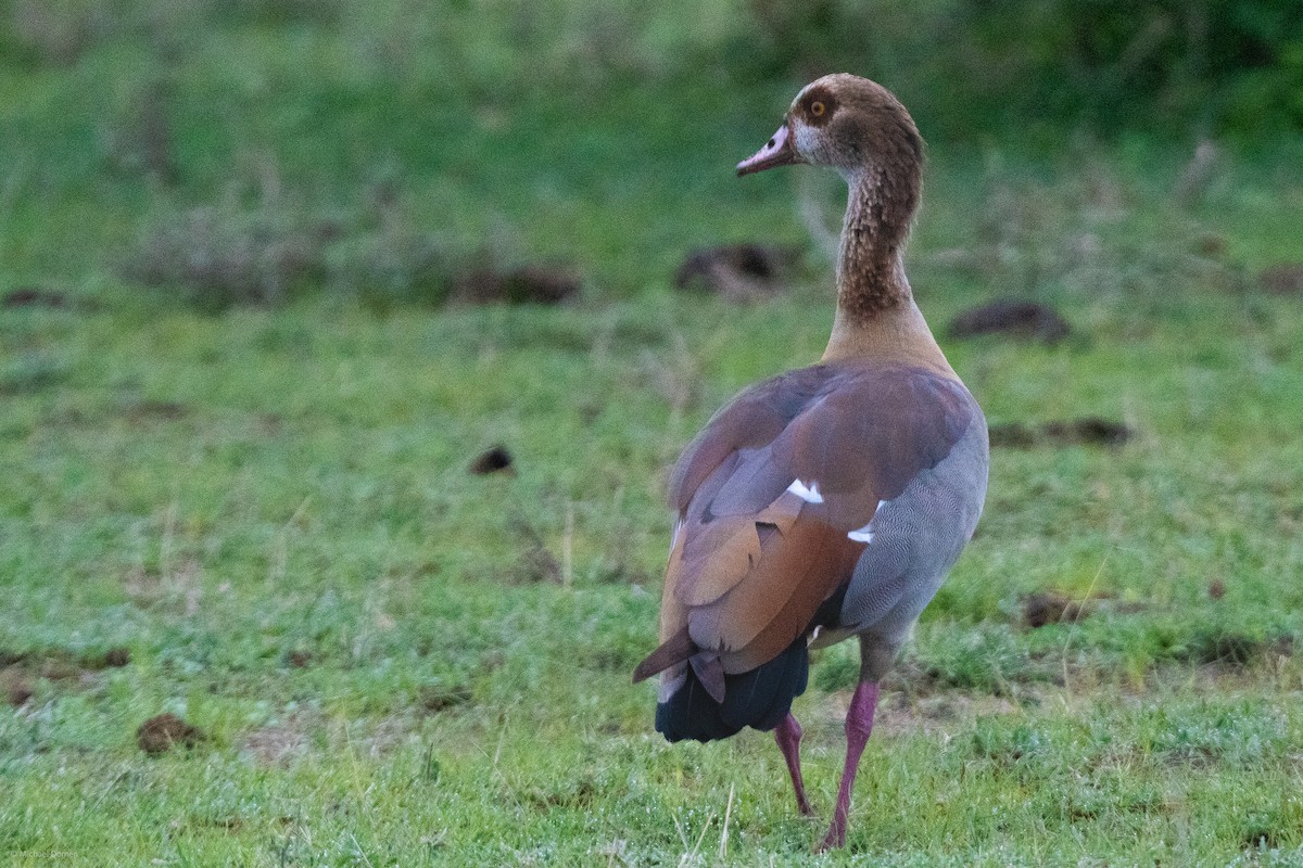 Egyptian Goose - ML643350311
