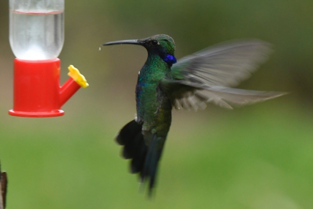 Colibri d'Anaïs - ML643350314