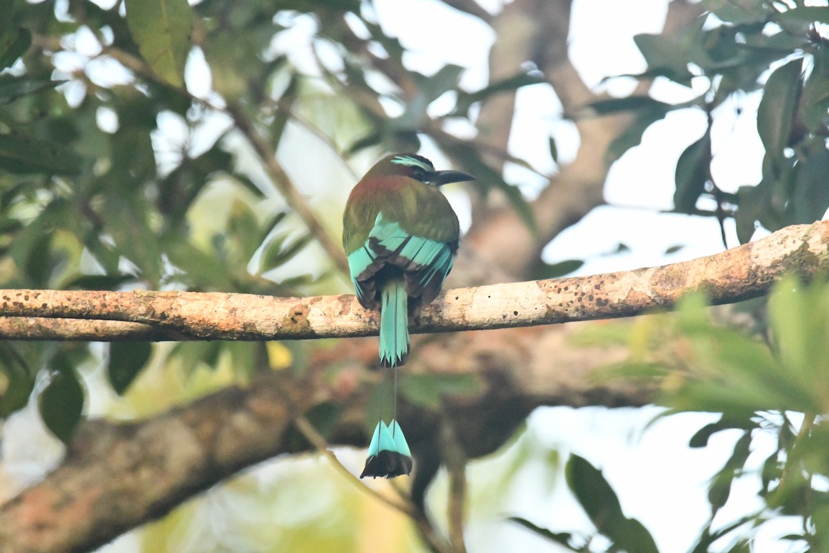 Turquoise-browed Motmot - ML643350326