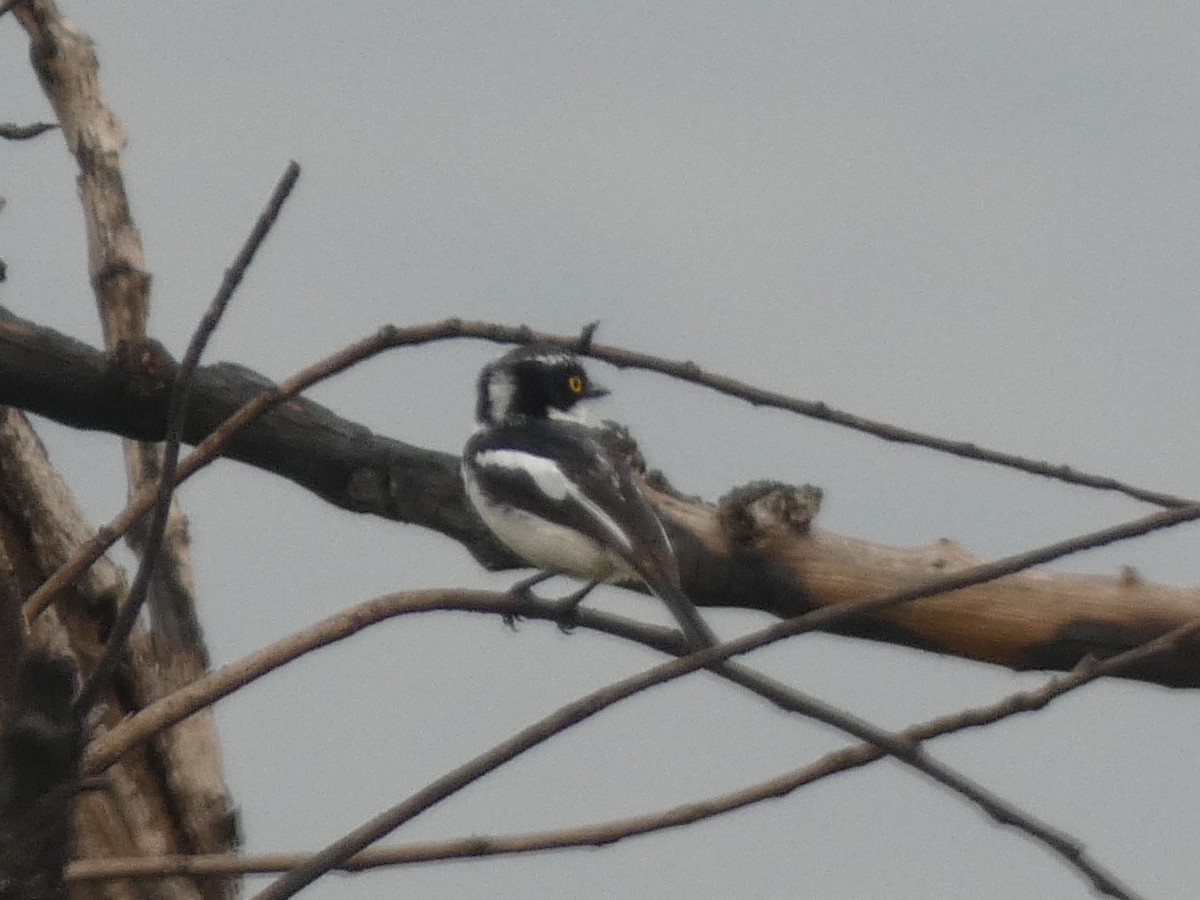 Western Black-headed Batis - ML643350329