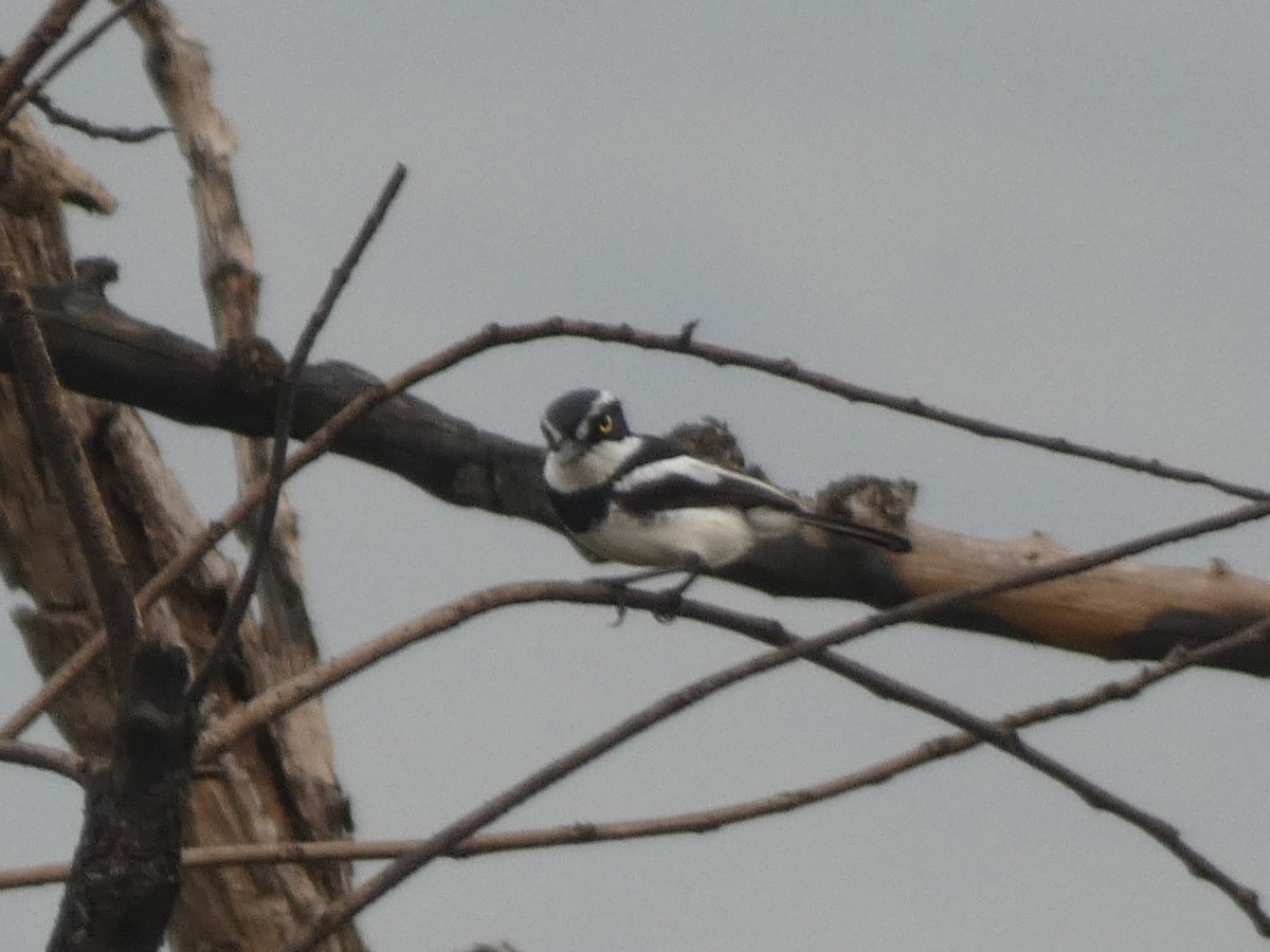 Western Black-headed Batis - ML643350330