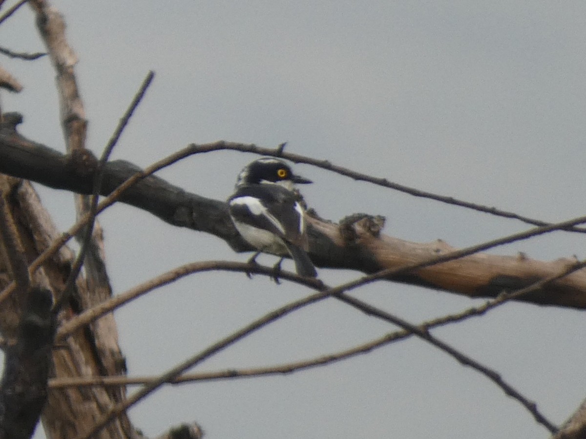 Western Black-headed Batis - ML643350331