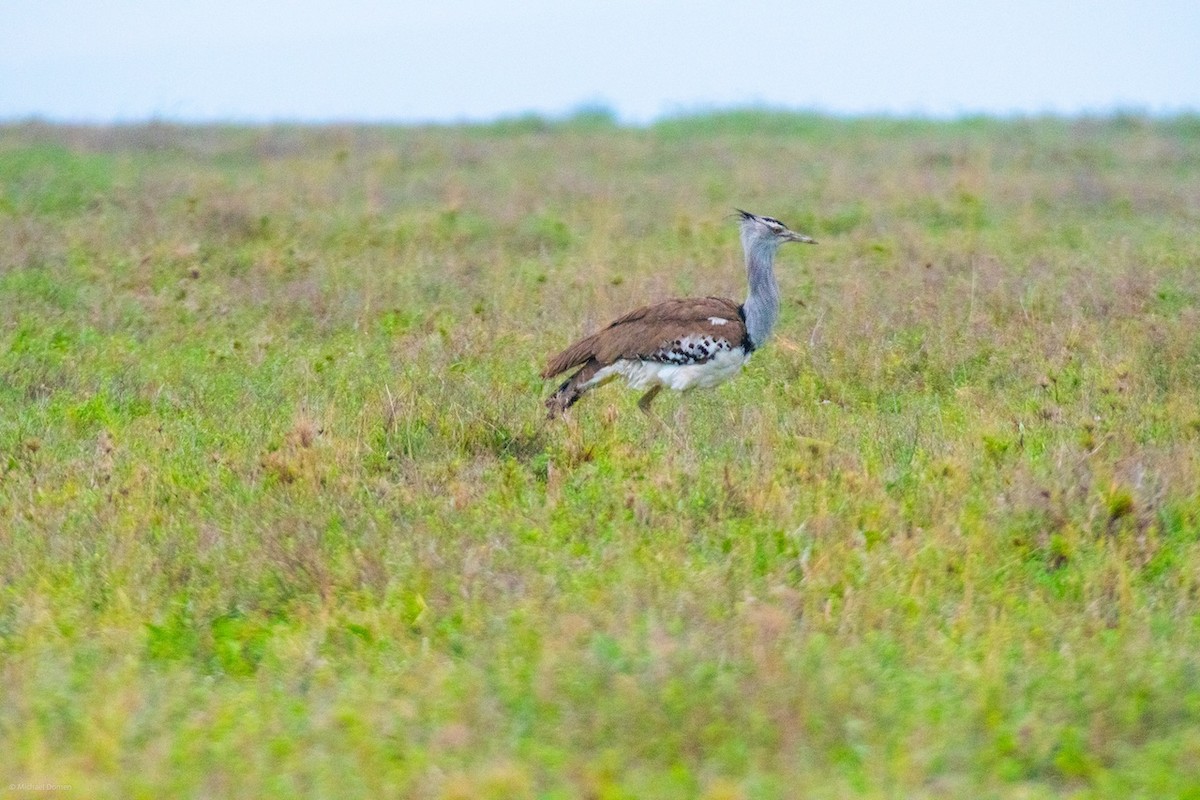 Kori Bustard - ML643350343