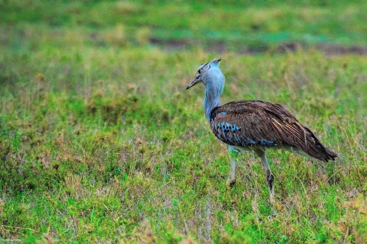 Kori Bustard - ML643350344