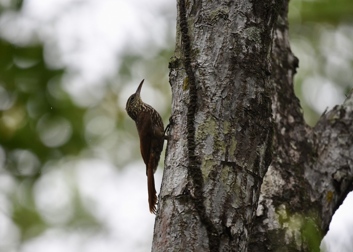Ivory-billed Woodcreeper - ML643350346