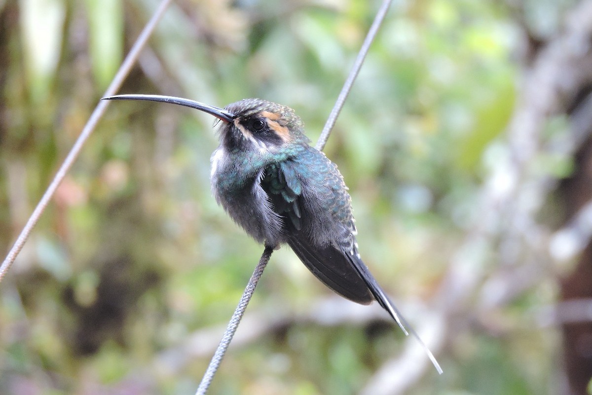 White-whiskered Hermit - ML643350356