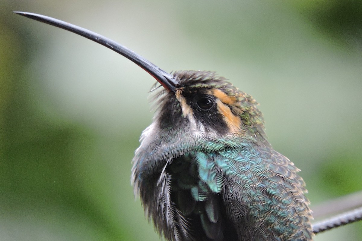 White-whiskered Hermit - ML643350357