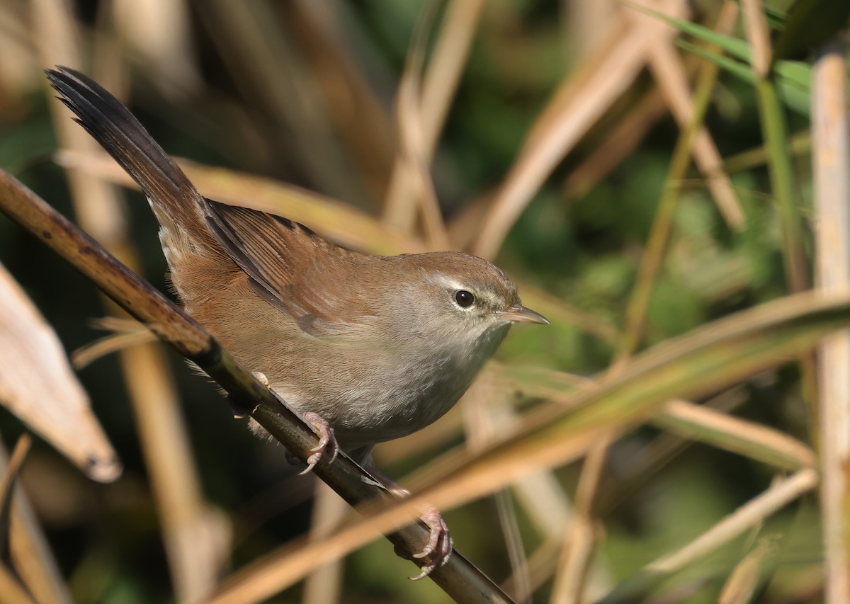 Cetti's Warbler - ML643350360