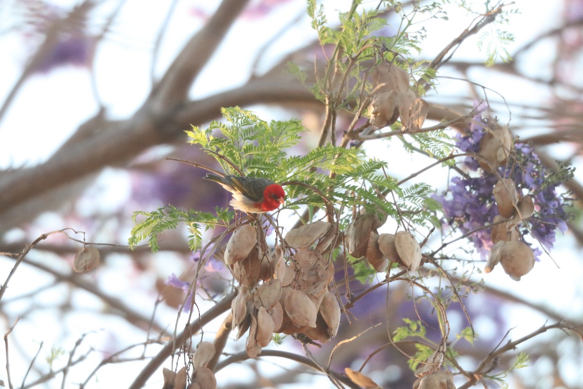 Red-headed Weaver - ML643350369