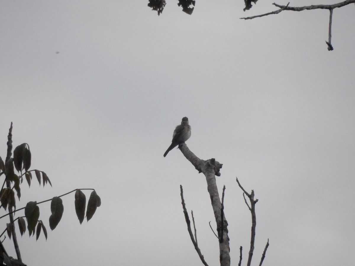 Western Wood-Pewee - ML643350370