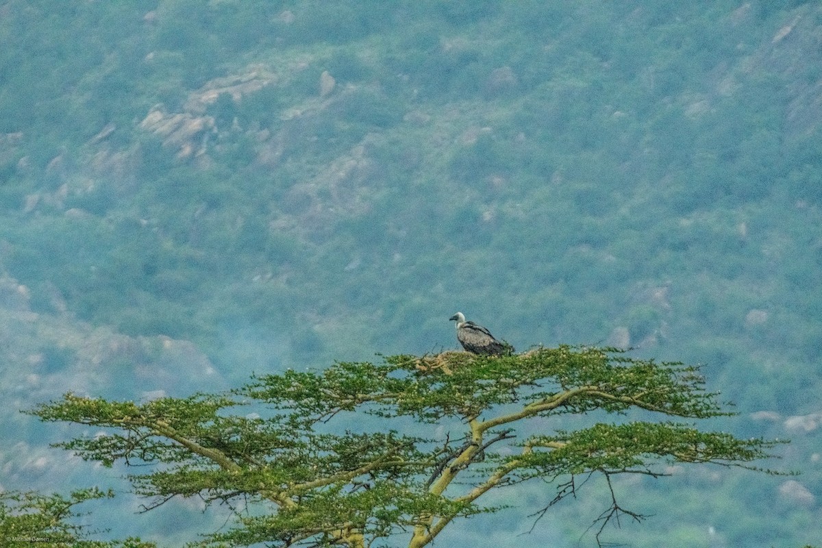 White-backed Vulture - ML643350378