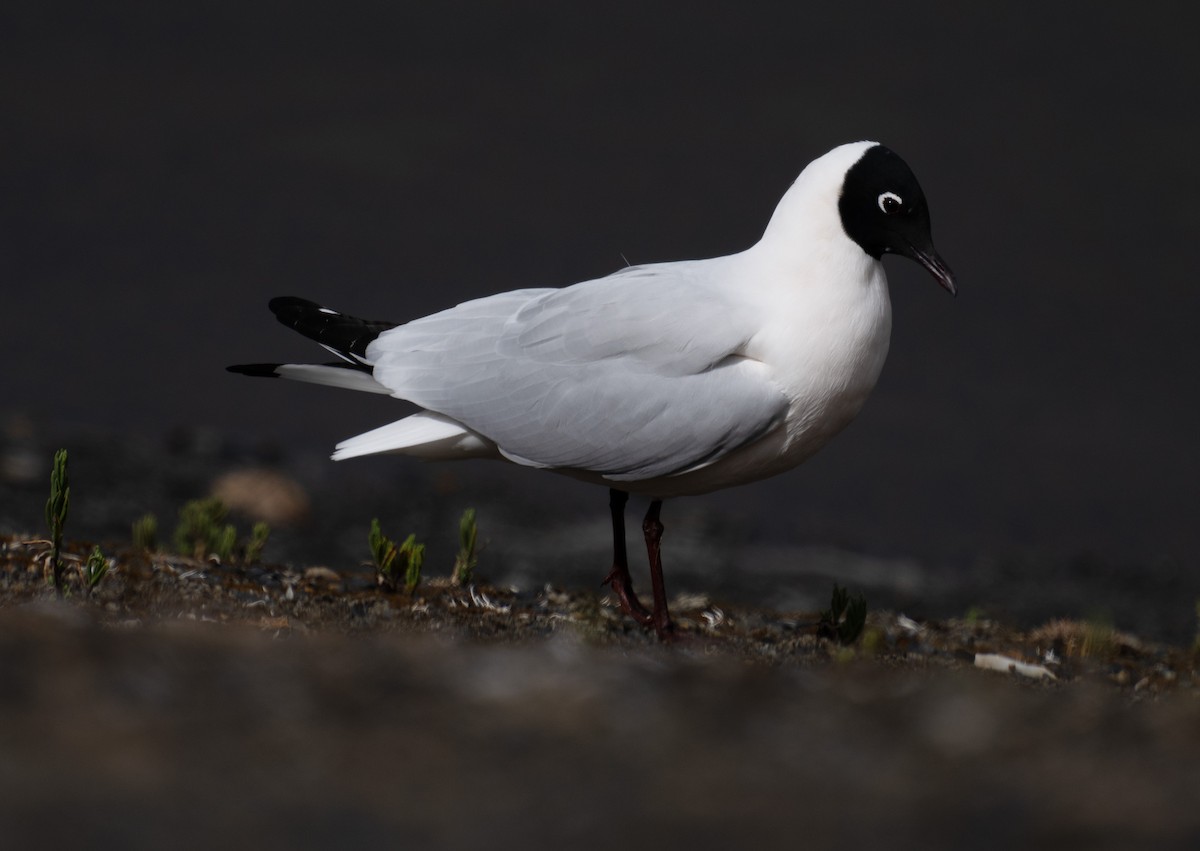 Mouette des Andes - ML643350387