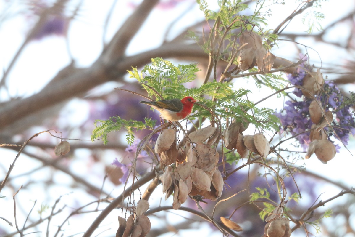 Red-headed Weaver - ML643350388
