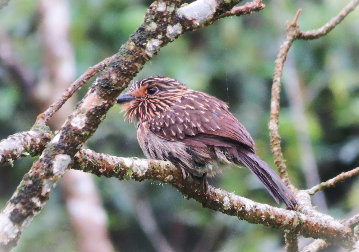 Crescent-chested Puffbird (Greater) - ML643350397