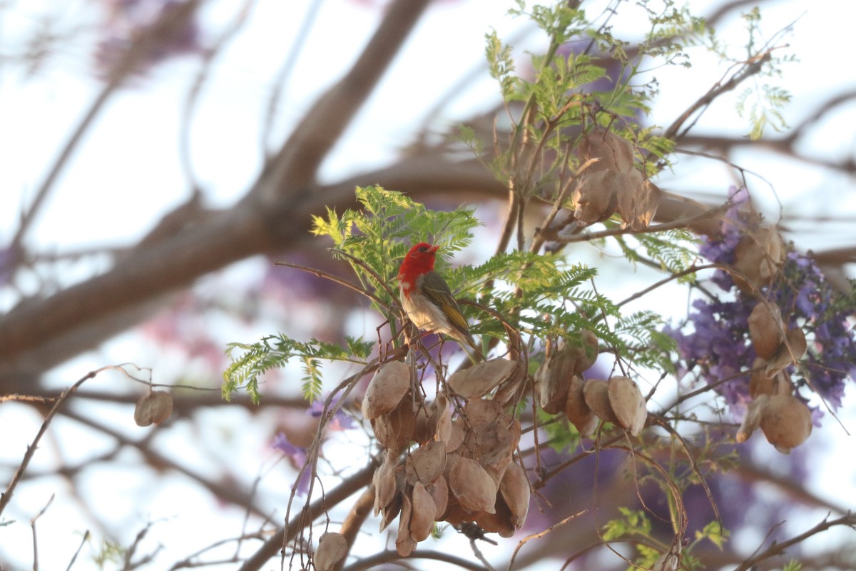 Red-headed Weaver - ML643350398