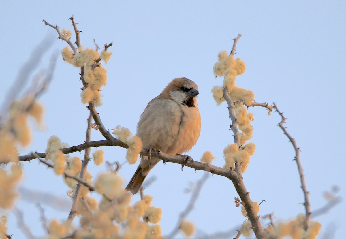 Gorrión Grande - ML643350399