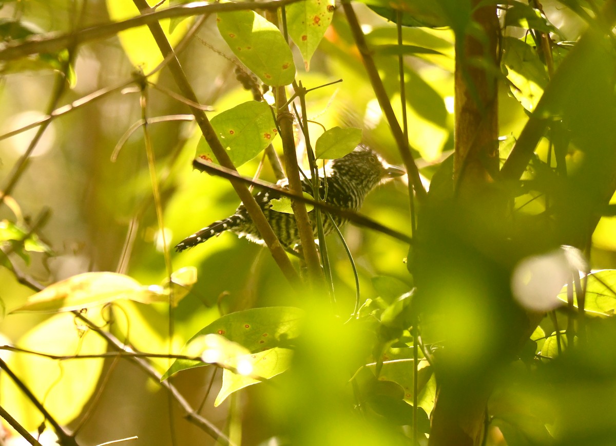Barred Antshrike - ML643350406