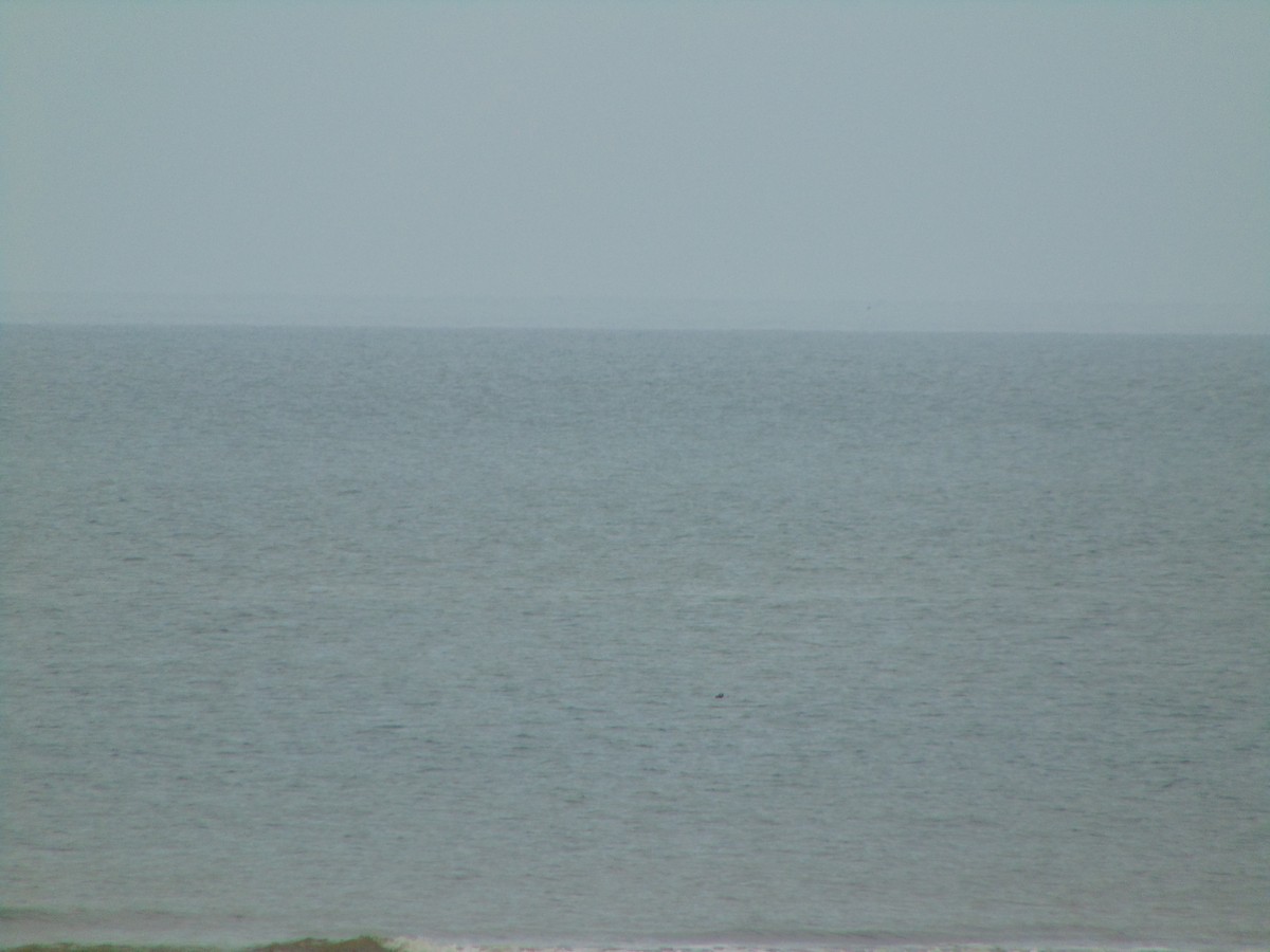 Grèbe jougris - ML643350414