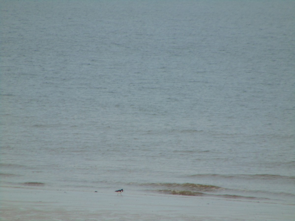 Huîtrier pie - ML643350420