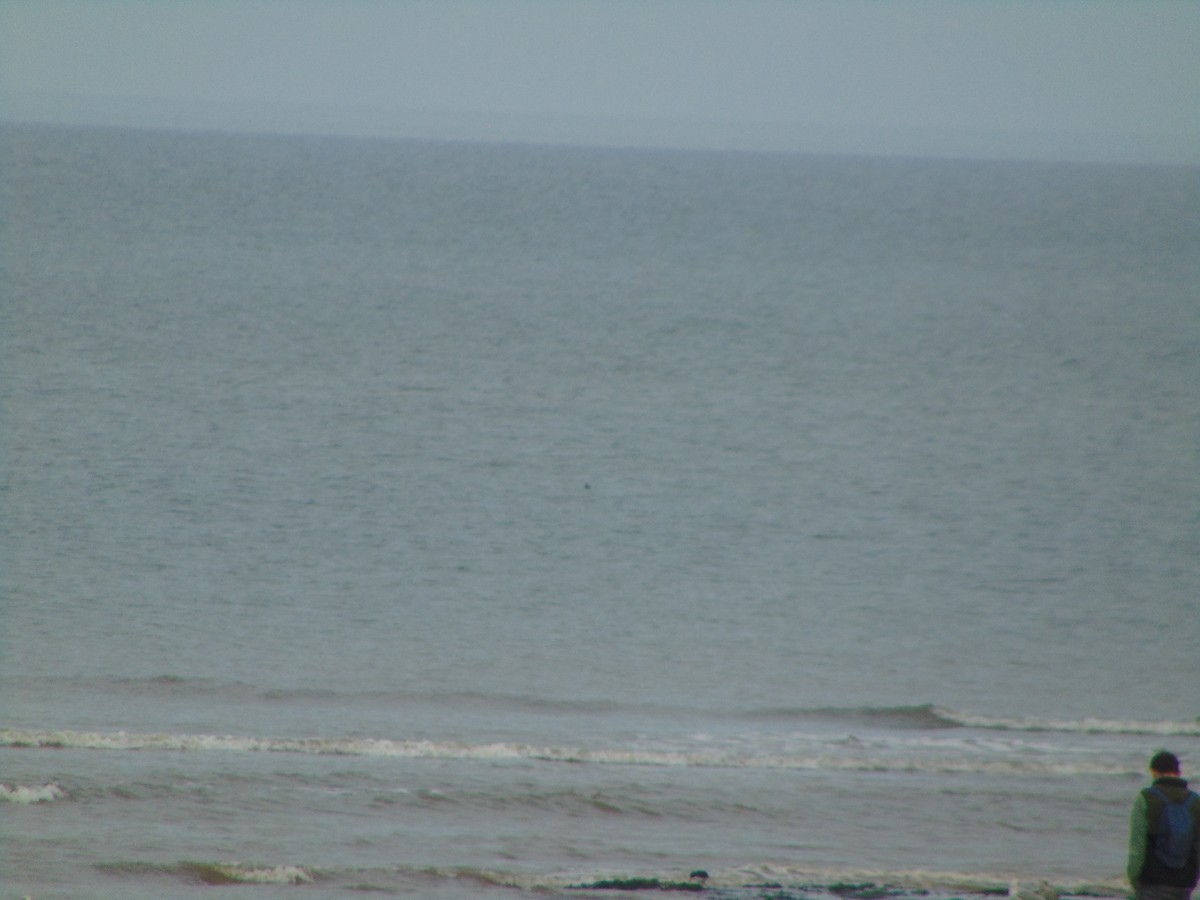 Plongeon catmarin - ML643350421