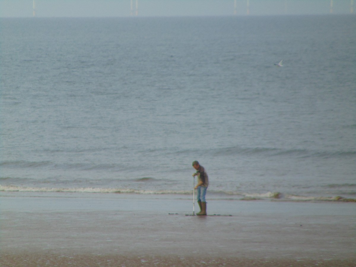 Mouette rieuse - ML643350422