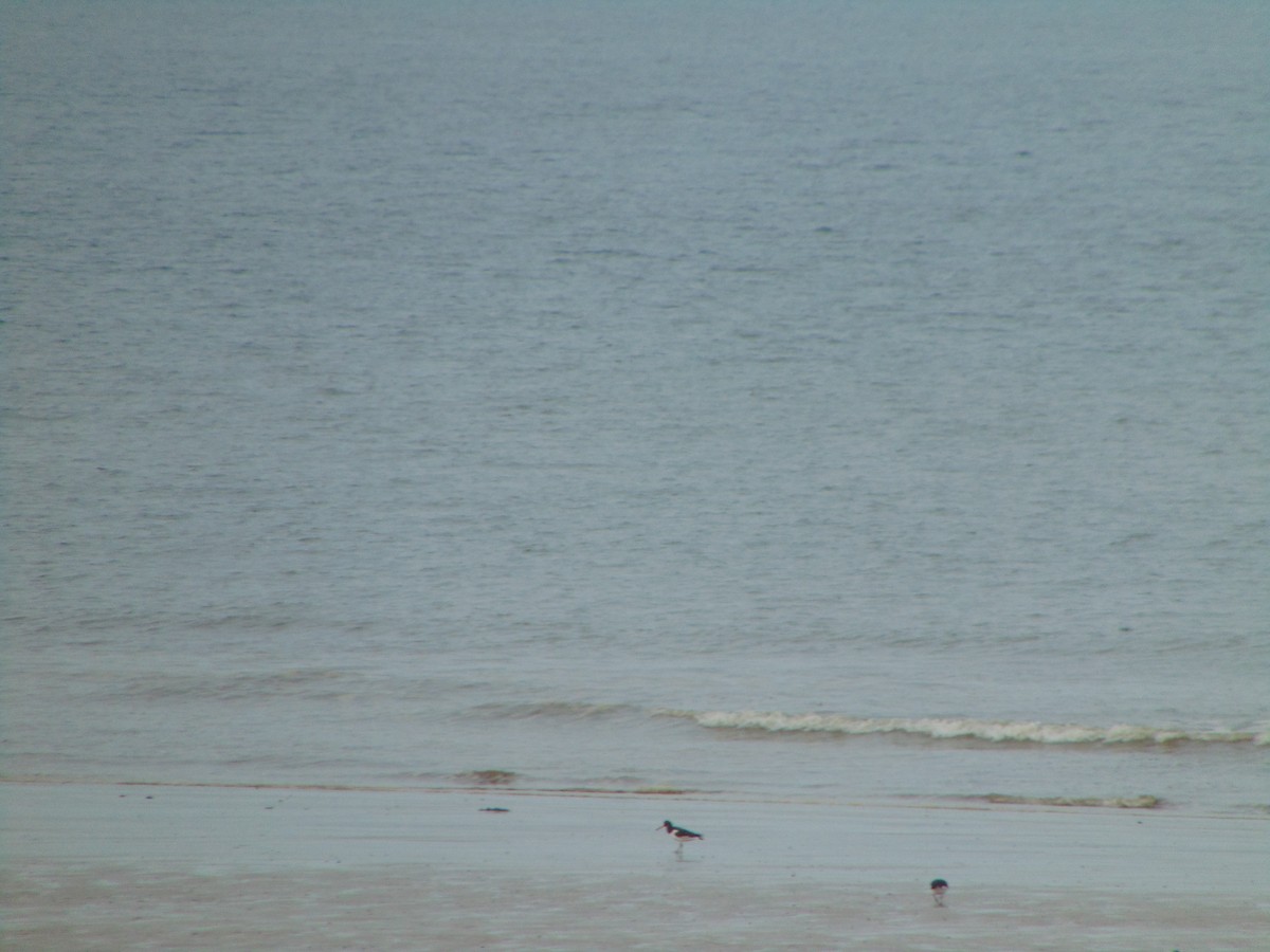 Huîtrier pie - ML643350423