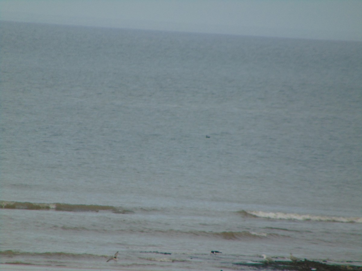 Plongeon catmarin - ML643350425