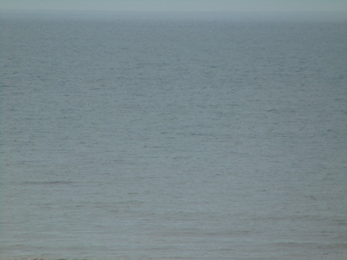 Grèbe jougris - ML643350427