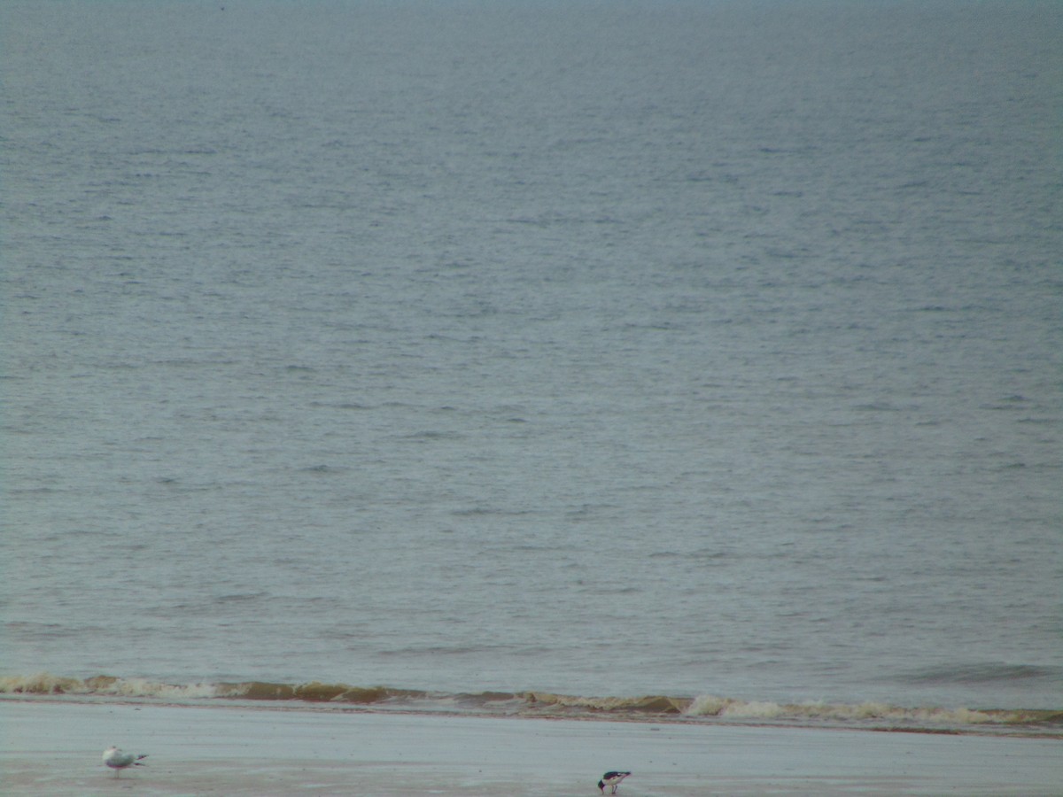 Huîtrier pie - ML643350433