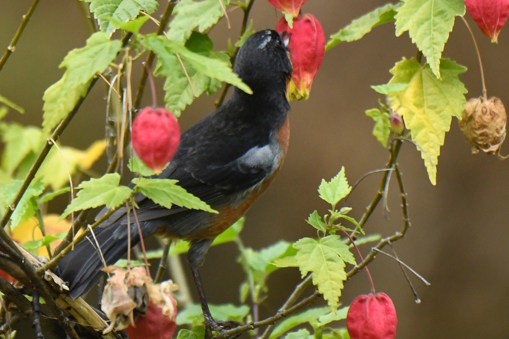 Black-throated Flowerpiercer - ML643350435
