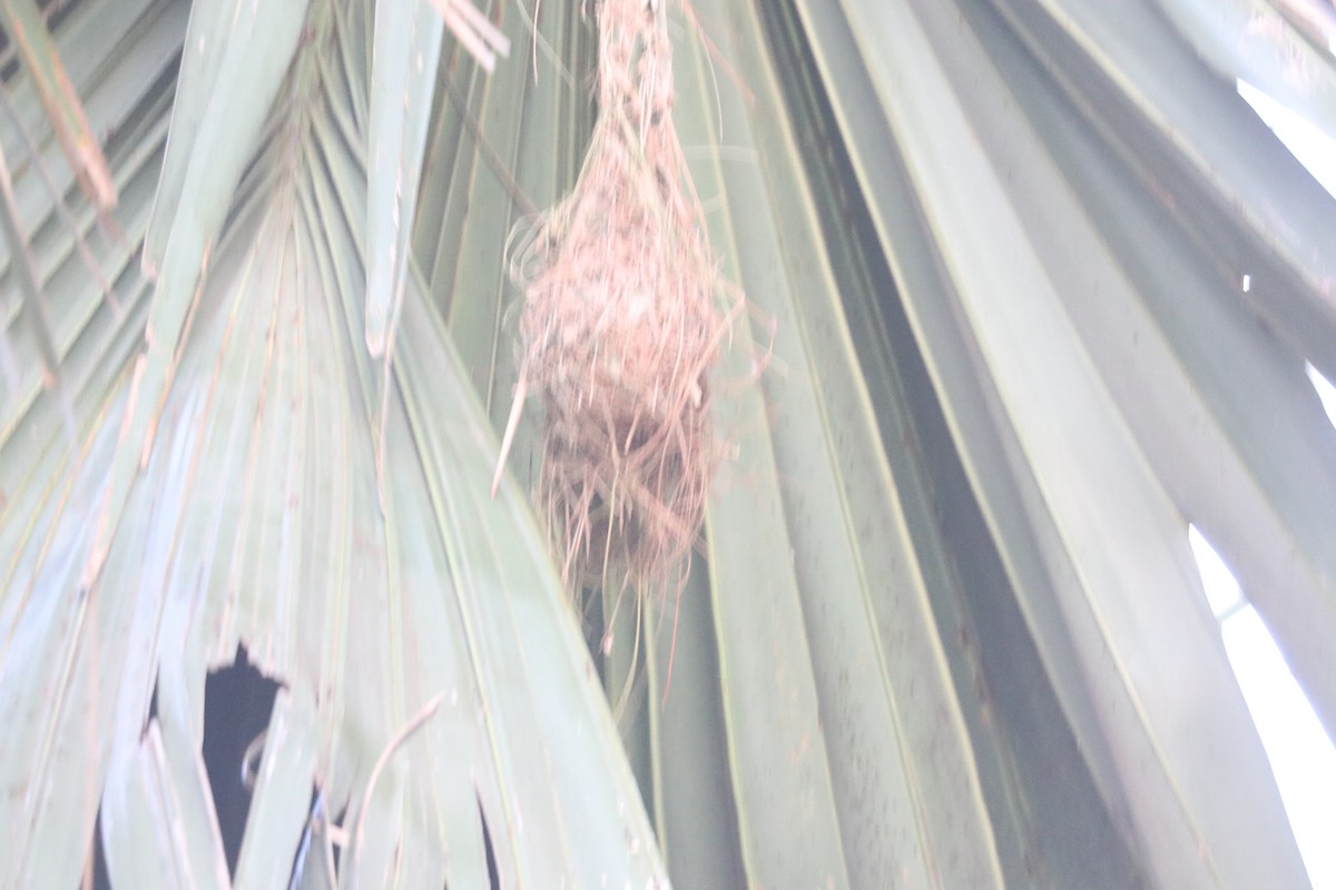 Red-headed Weaver - ML643350458