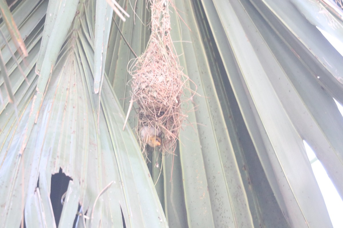 Red-headed Weaver - ML643350459