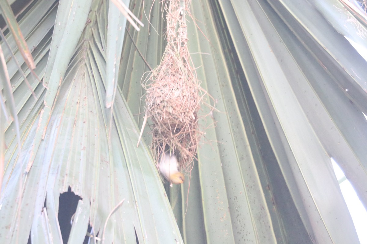 Red-headed Weaver - ML643350460
