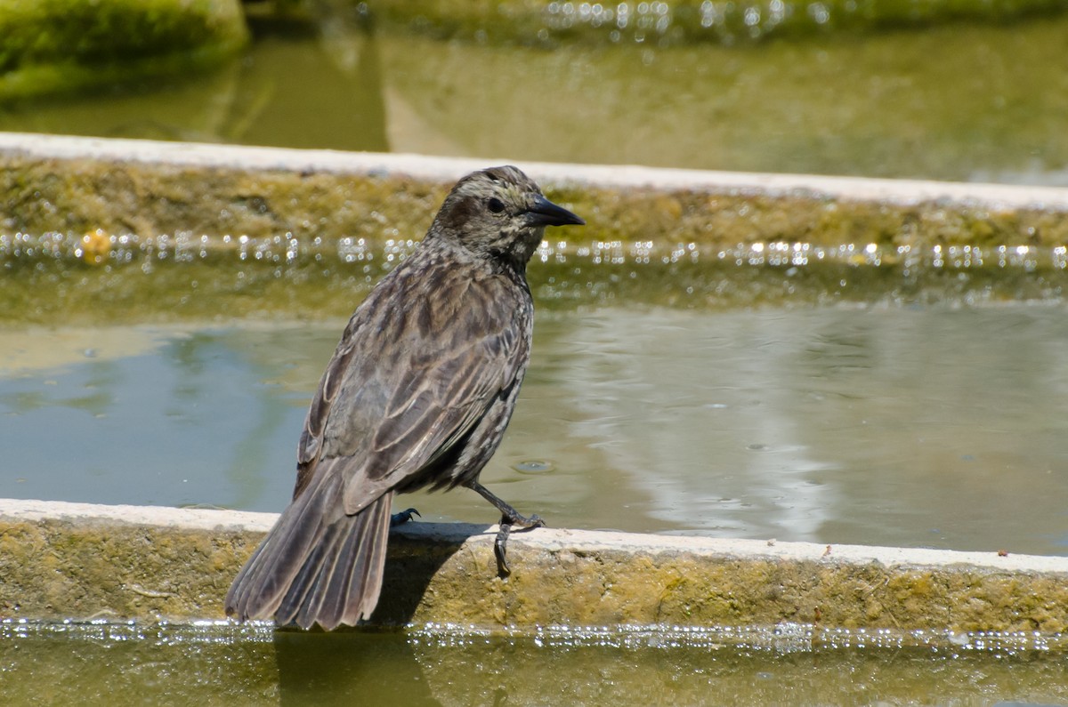 Yellow-winged Blackbird - ML643350462