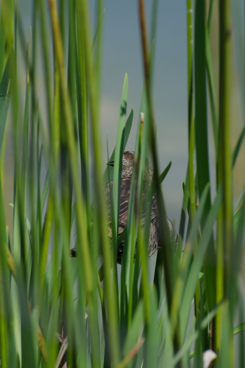 Yellow-winged Blackbird - ML643350463