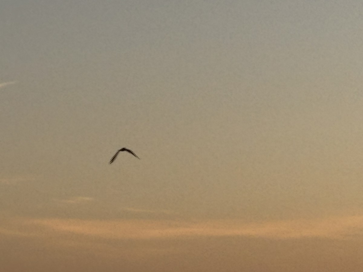 European Storm-Petrel - ML643350465