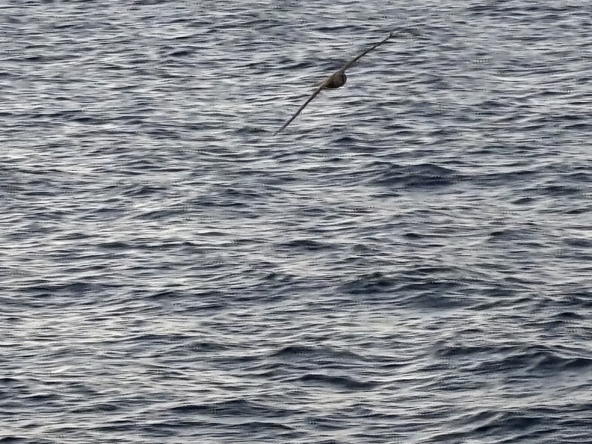 European Storm-Petrel - ML643350466