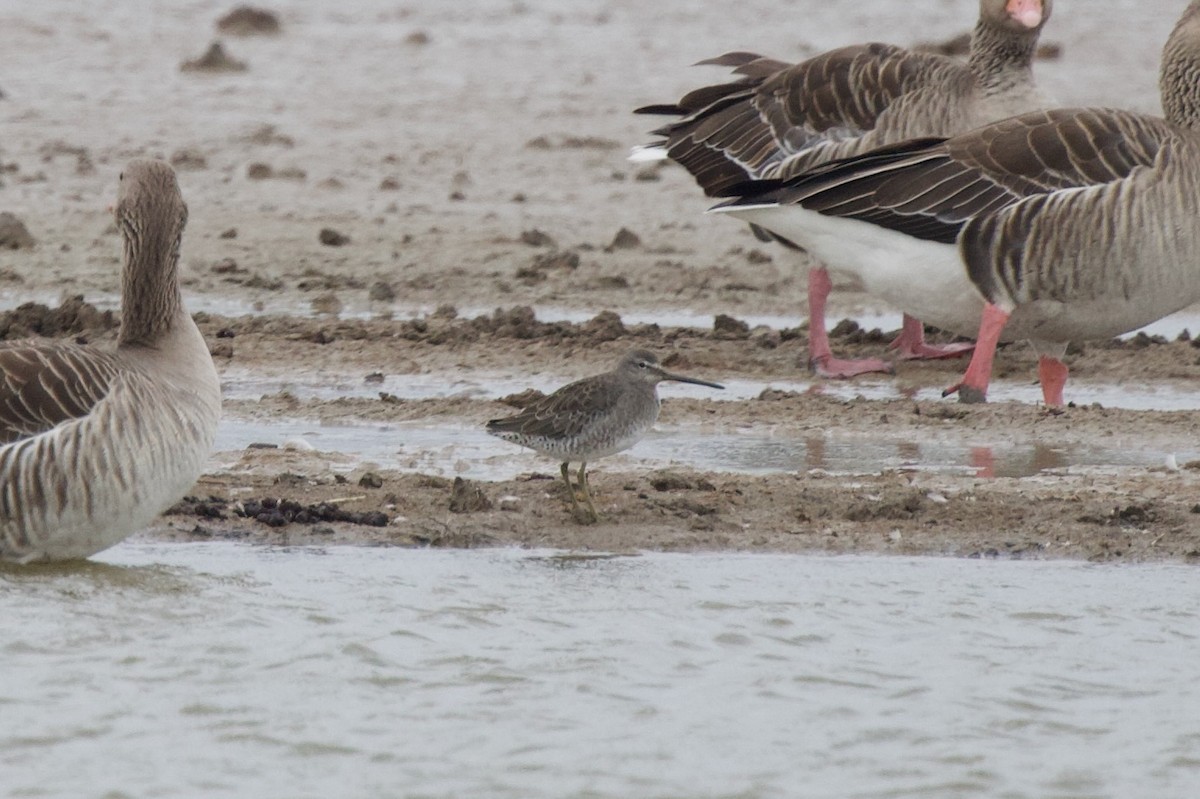 slukovec dlouhozobý - ML643350467