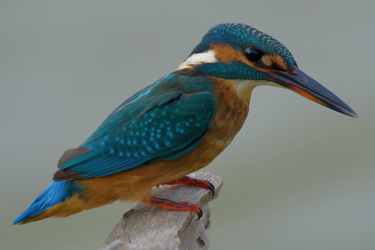 ledňáček říční - ML643350483