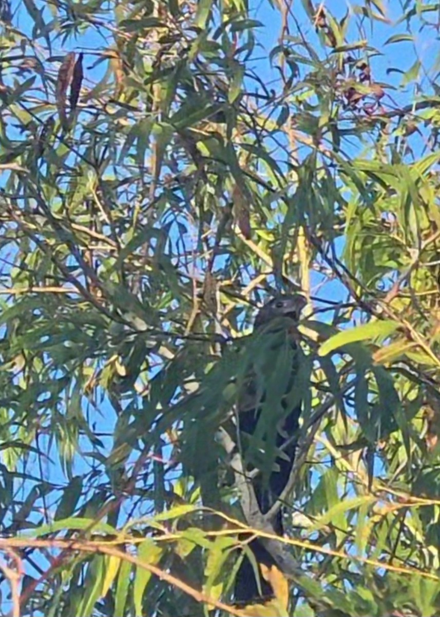 Groove-billed Ani - ML643350509