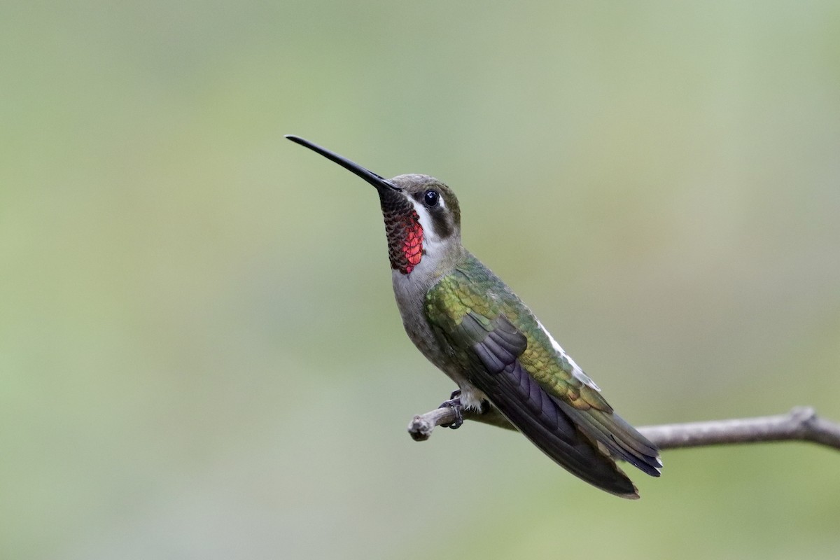 Plain-capped Starthroat - ML643350512