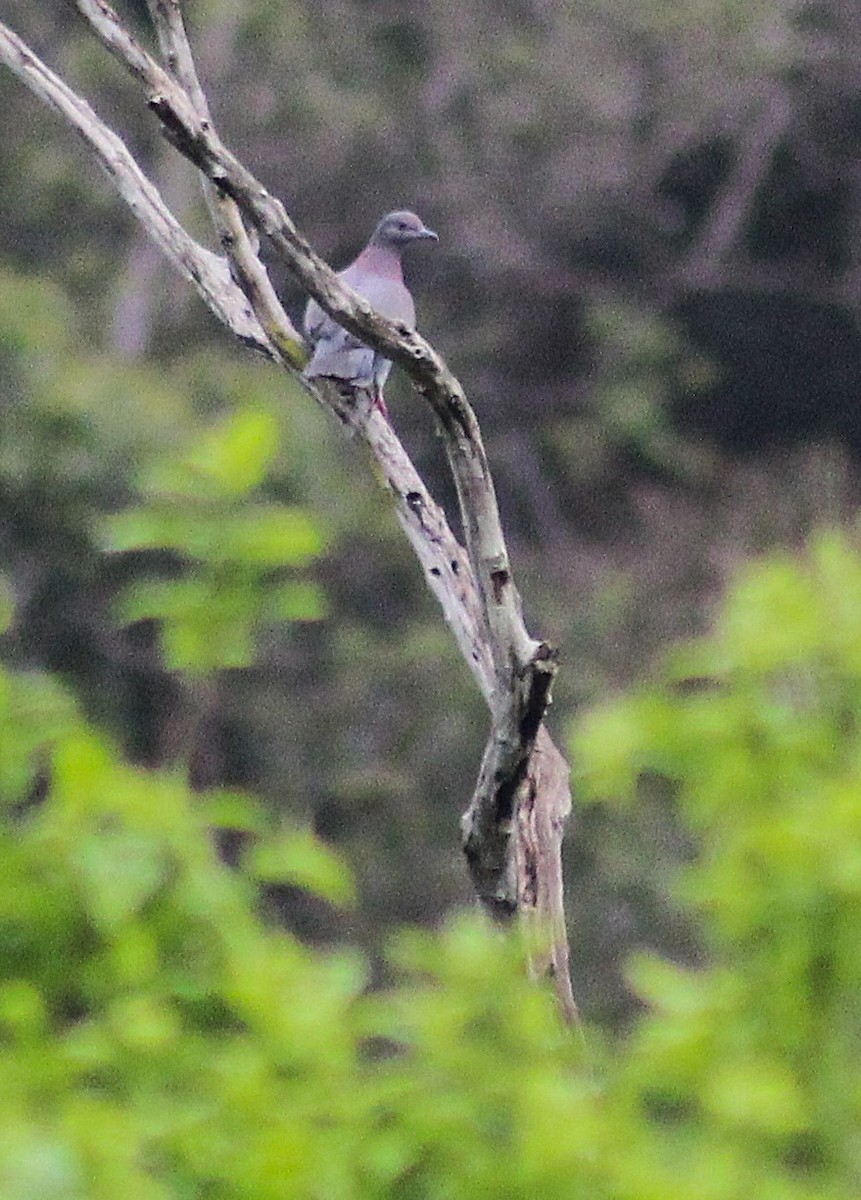 Pale-vented Pigeon - ML643350517