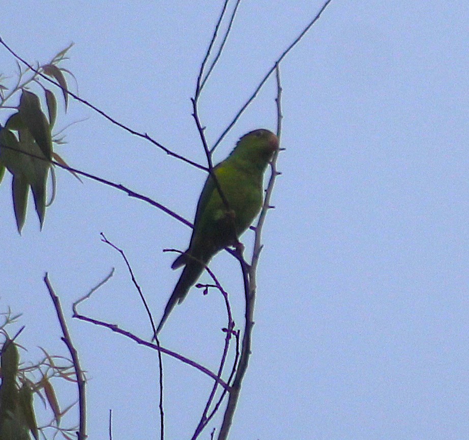 Plain Parakeet - ML643350538